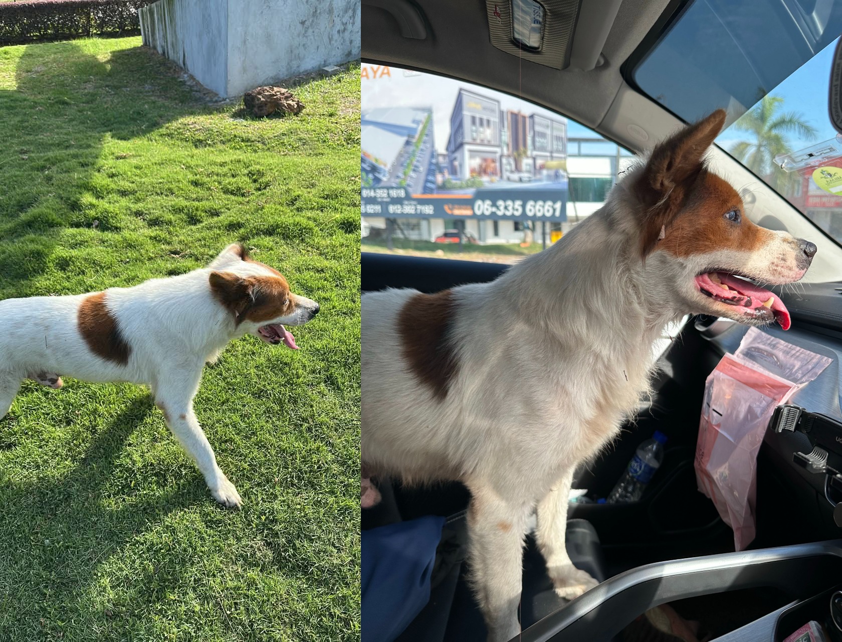 Woman praised for rescuing lost dog despite fear of dogs in Melaka