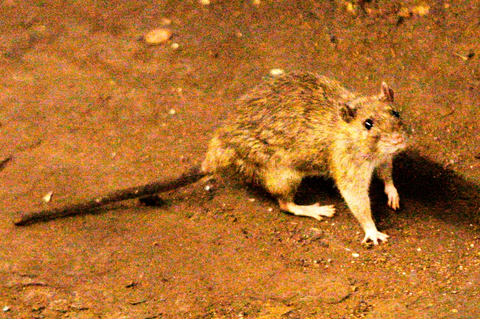 A suspected outbreak of the rare hantavirus on a cruise ship in the Atlantic kills 3 people