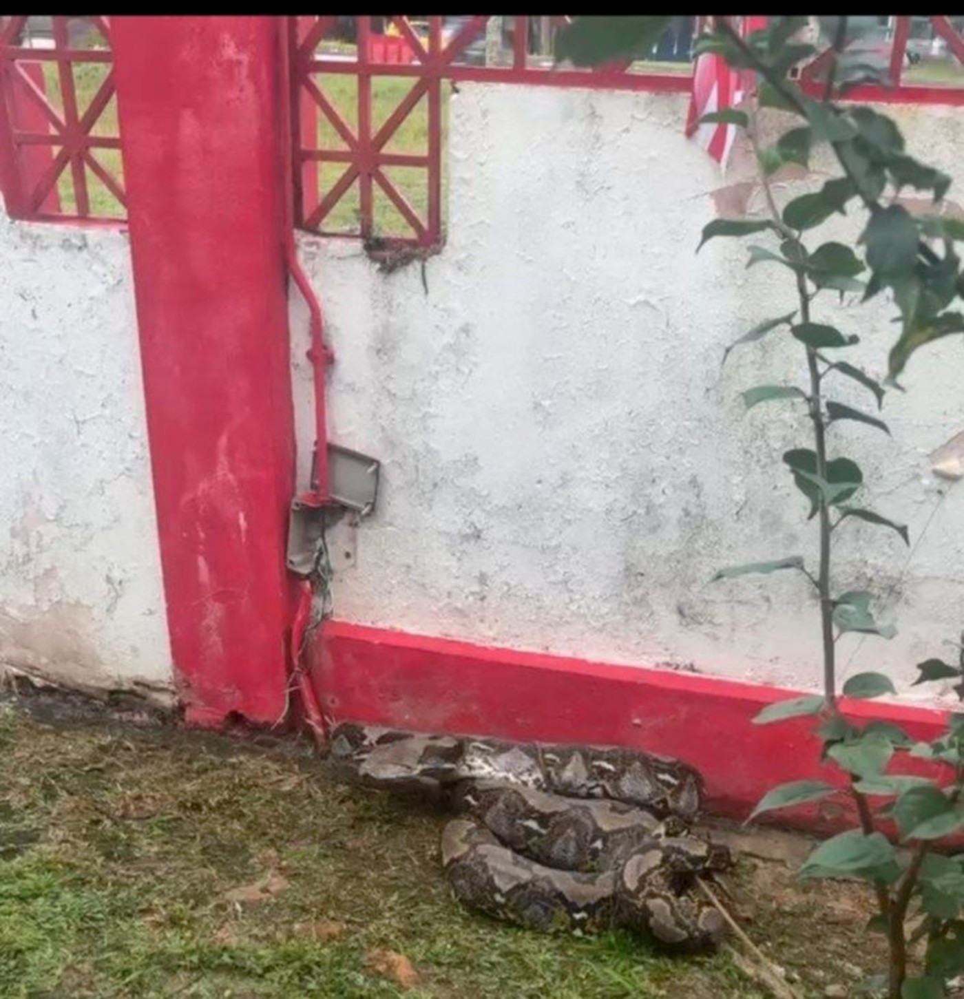 Firemen capture nearly 100kg python