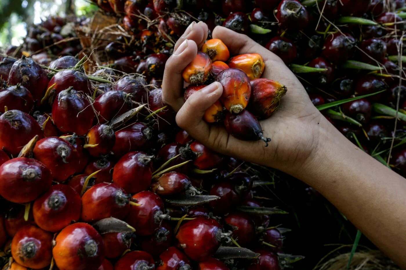 Palm rangebound as weak crude oil counters stronger Dalian soyoil