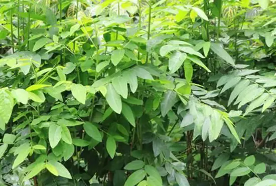 QuickCheck: Can 'sayur manis' destroy your lungs?