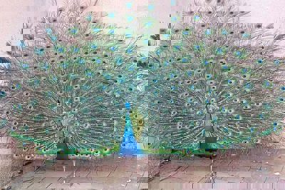 QuickCheck: Can peacock feathers produce laser light?