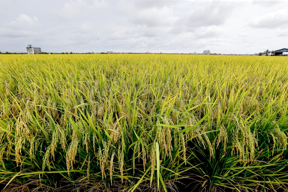 Mat Sabu: Malaysia needs rice self-sufficiency rate of at least 80pc for secure supply