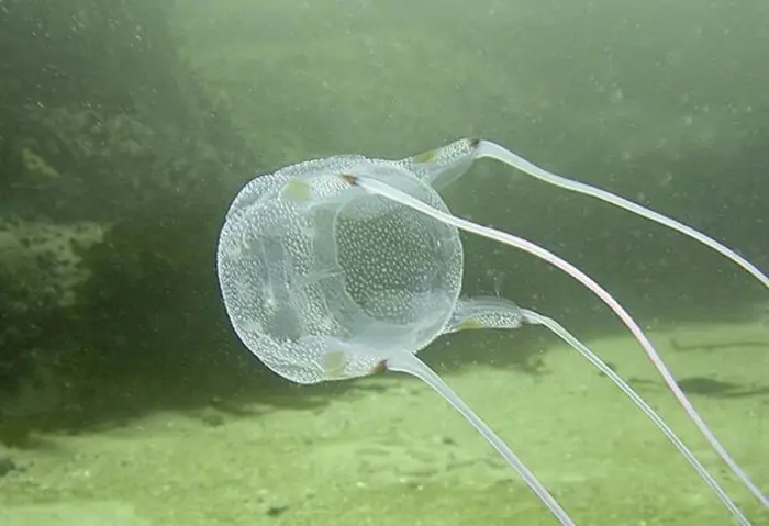 QuickCheck: Are box jellyfish native to Malaysia?