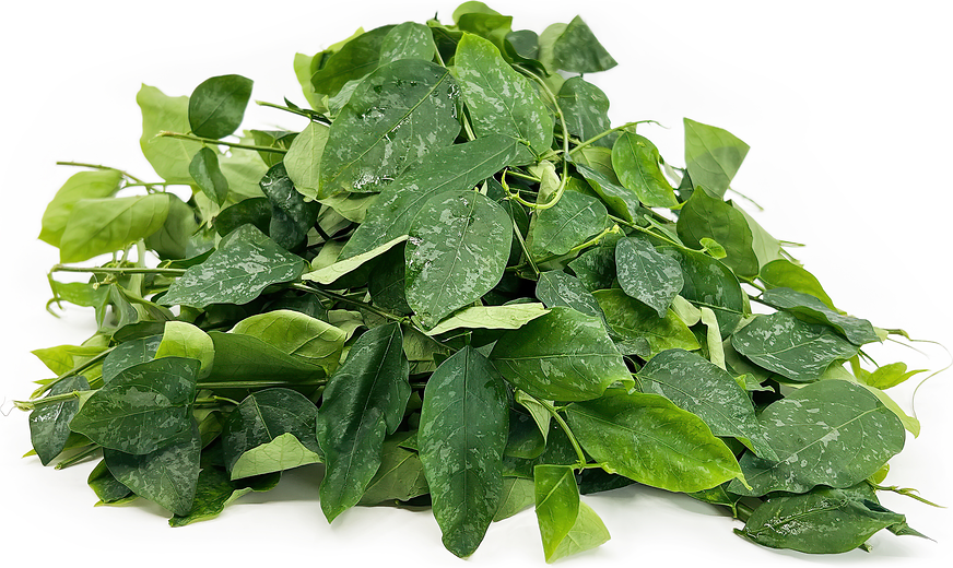 Can 'sayur manis' destroy your lungs?