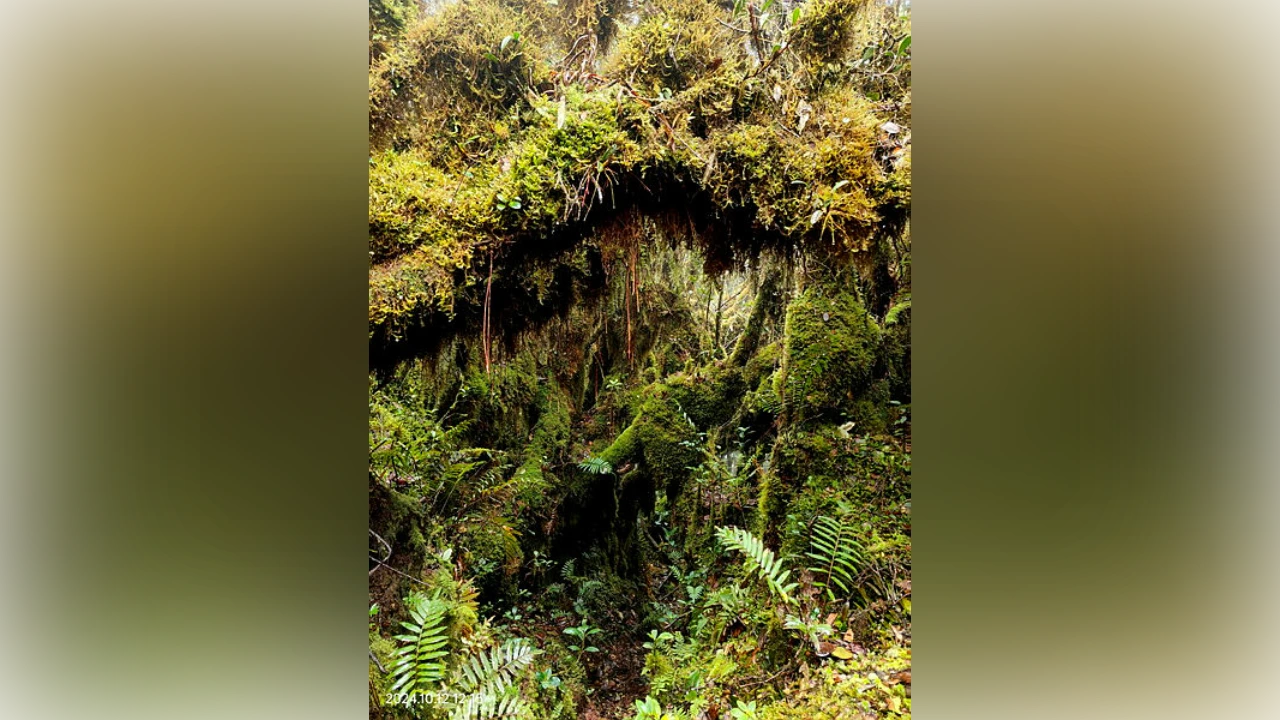 Contact made with six missing hikers in Lojing, all safe – Police