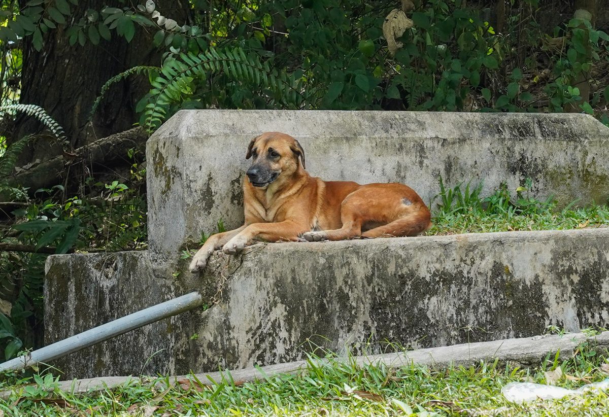 Animal sexual abuse a warning sign of potential harm to vulnerable victims – Psychologist