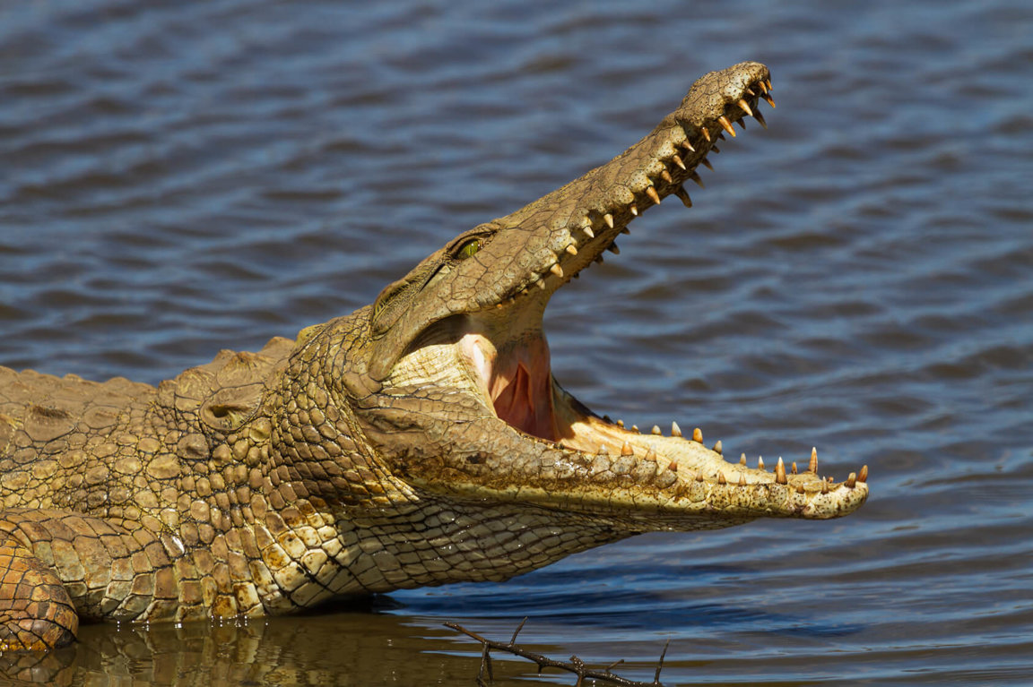 Crocodile drags man away during fishing trip at Kinabatangan river