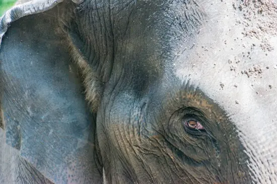 Lack of clues slowing probe into brutal elephant killing, says Sabah state minister
