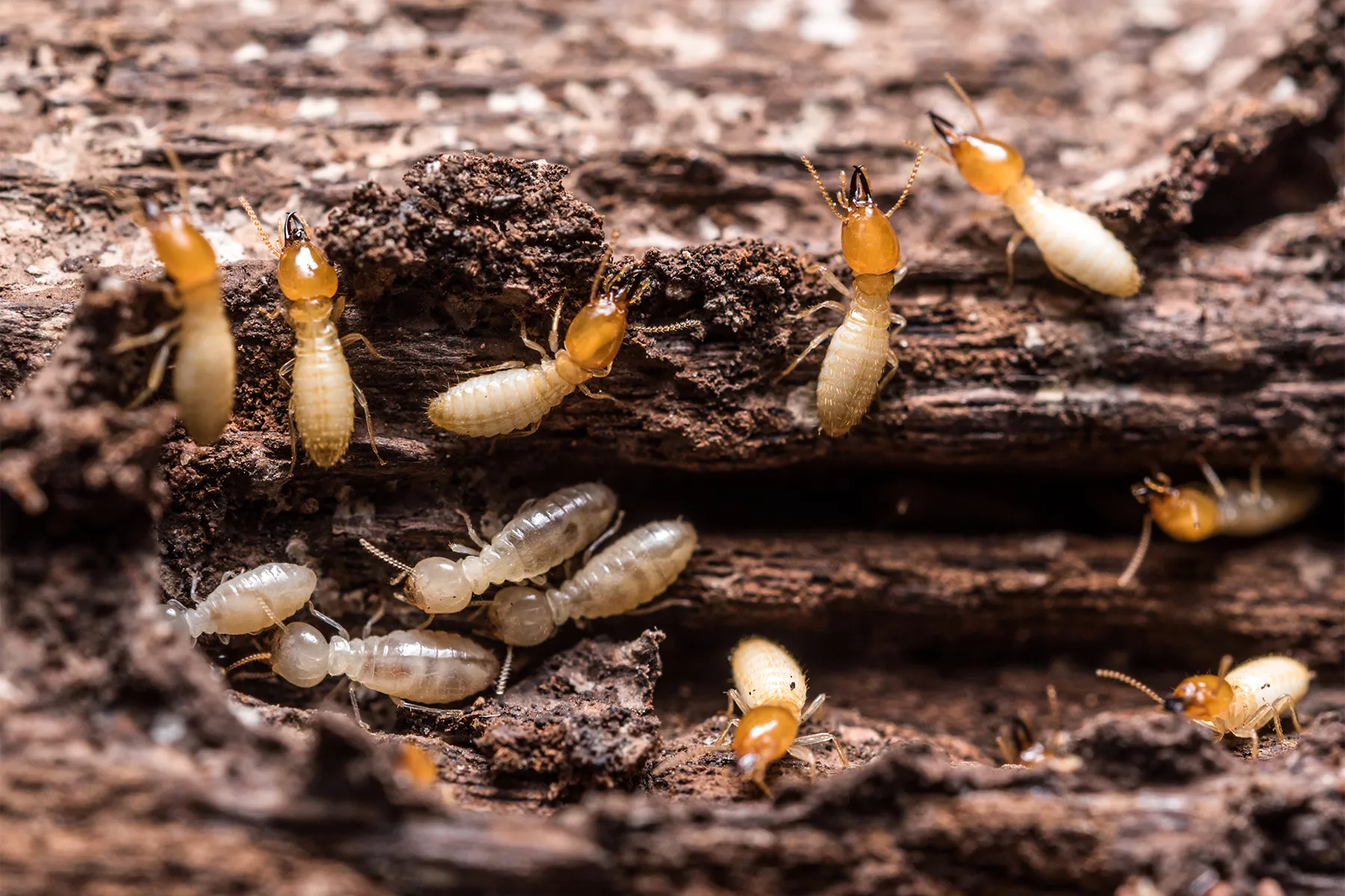 Is it true that you should not use bug spray on termites?