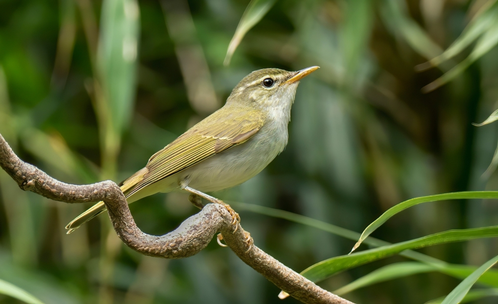 Hidden biodiversity revealed as Japan records first new bird species in 45 years