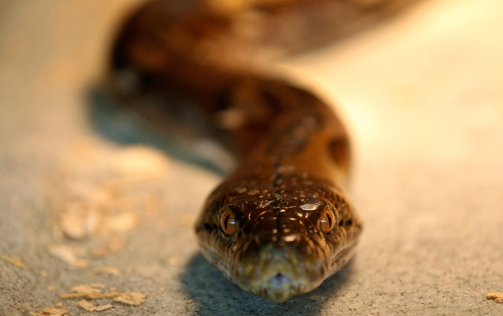 Spot a crocodile in the park or a python in your garden? Here’s who you should call... hint: It’s not Bomba
