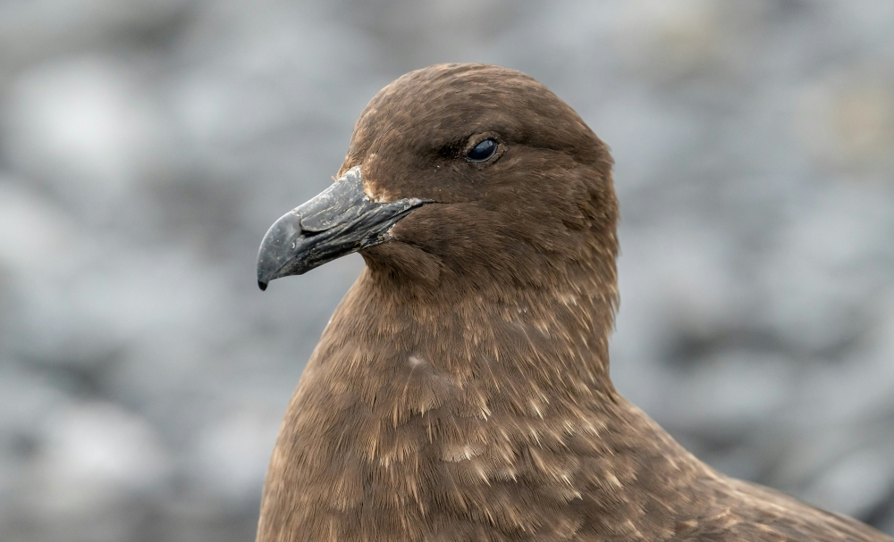 H5 bird flu reaches Australia, completing spread across all continents