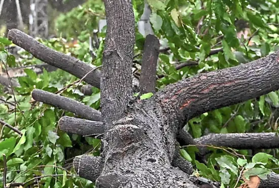 Worker electrocuted while clearing fallen tree in Kajang