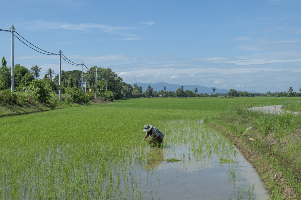 Mohamad Sabu says rice stockpile hits 300,000 tonnes as Malaysia braces for rising feed and fuel costs