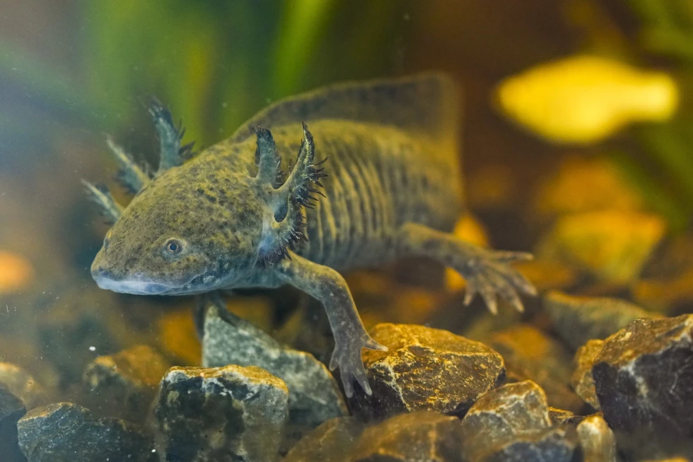 Scientists search for DNA of an endangered salamander in Mexico Cityβs canals