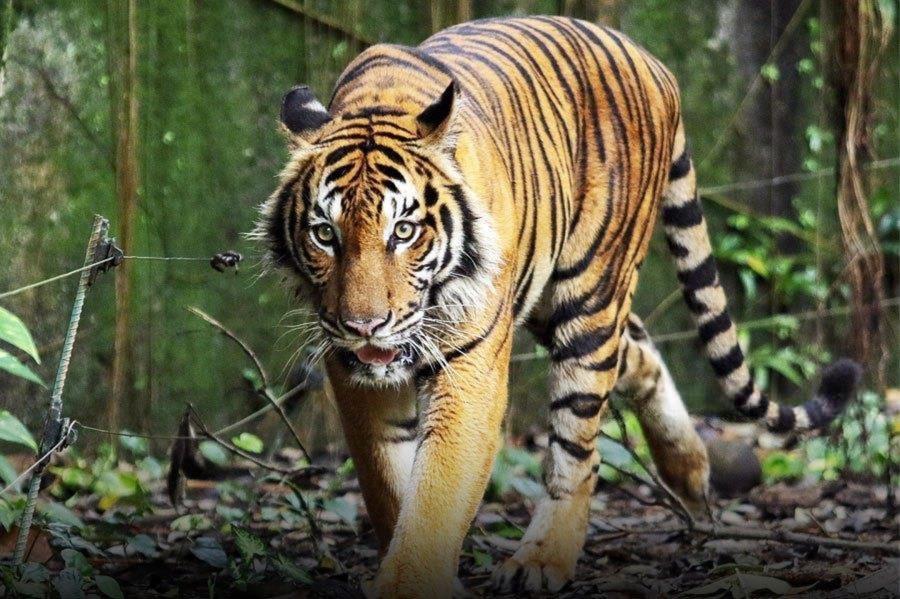 NST Leader: Why anti-poaching isn't enough to curb wildlife trade