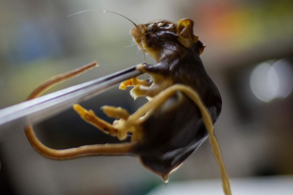 WHO says deadly cruise ship hantavirus outbreak involves rare human-to-human strain